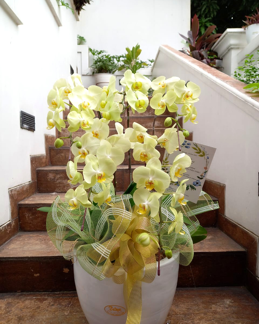 Green Orchid Arrangement