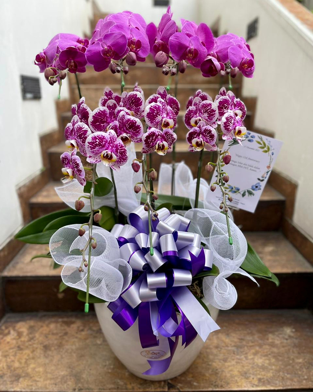 Purple Orcid Arrangement